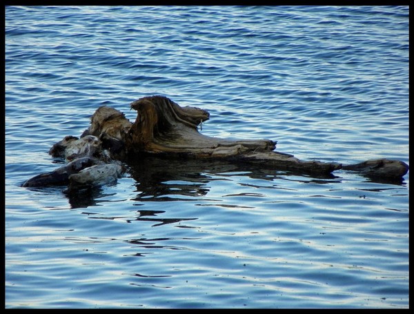 Floating Branch