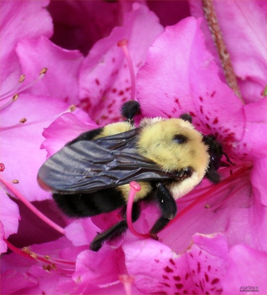 Busy Bee