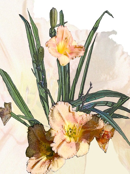 Daylilly Double Peach
