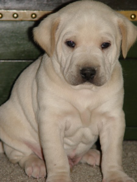 Casper