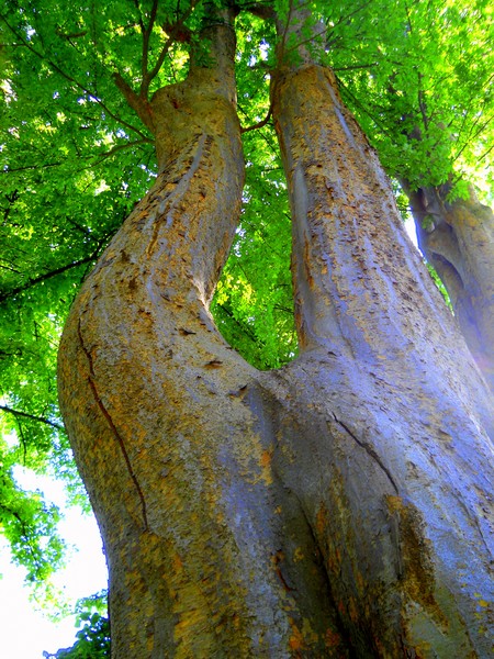 trunk