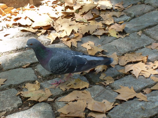 Philly Pigeon