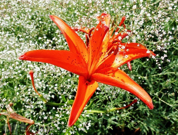 ORANGE ON WHITE
