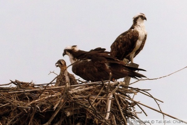 A Family of Ospreys