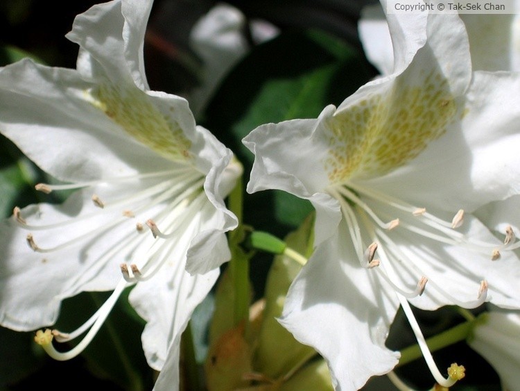 Rhododendron simsii 06-11-2005