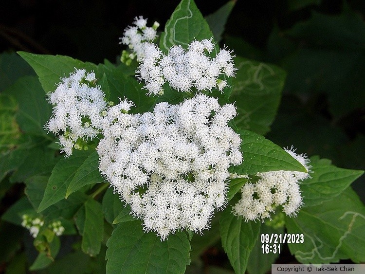 Ageratina altissima, NYC 09-21-2023