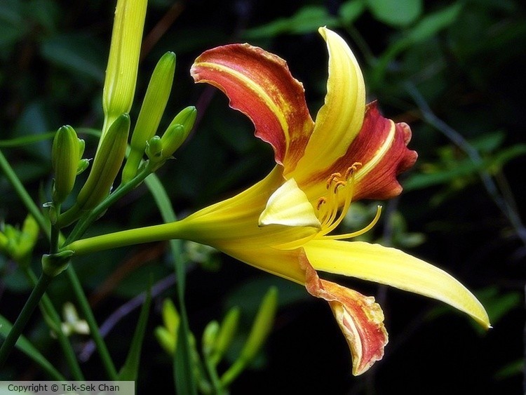 Daylily (Hemerocallis fulva), Weston, MA, USA, 07-07-2024