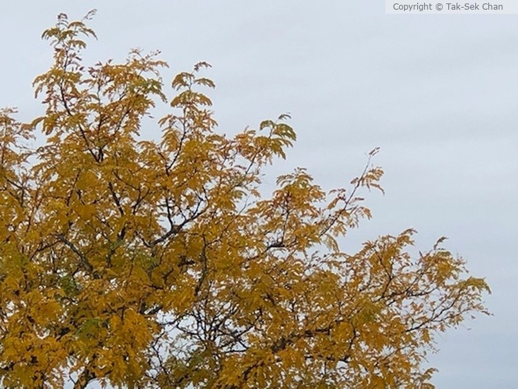 Dawn Redwood Tree (Metasequoia glyptostroboides),  Howard Beach Station, NYC, 11-03-2025