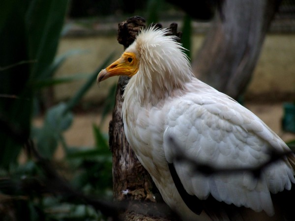 vulture