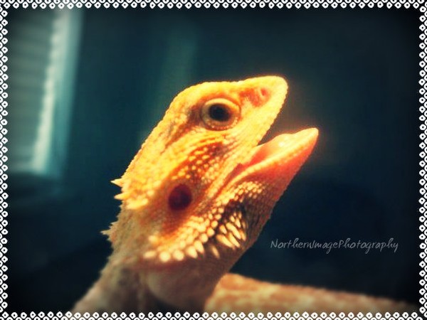 Bearded Dragon