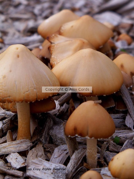 Magic Mushrooms Series (#1)