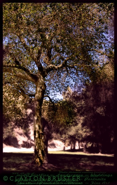October 15 2007 Sky of Tree