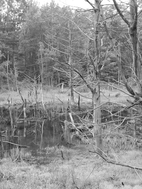 Black and white trees