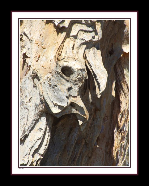 Bark face