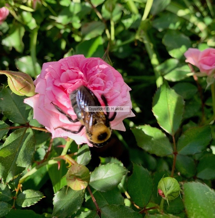 Rose Bee