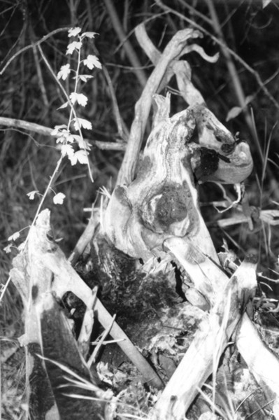Magic Stump