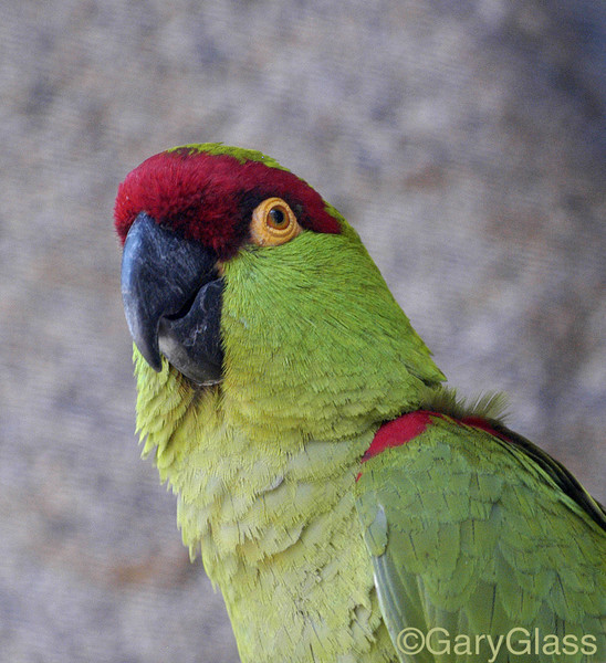 Portrait of a Amazon