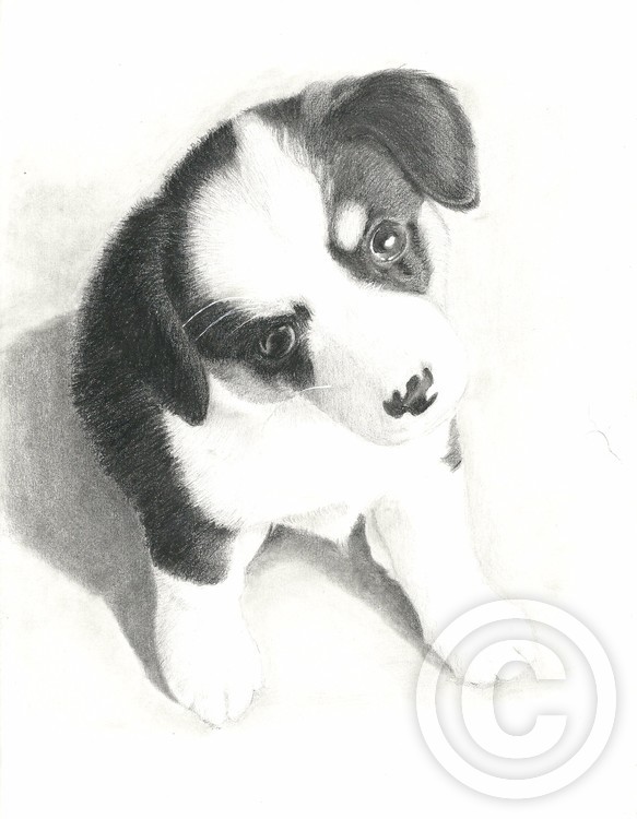 Corgi Puppy by Frank Rosalez | ArtWanted.com