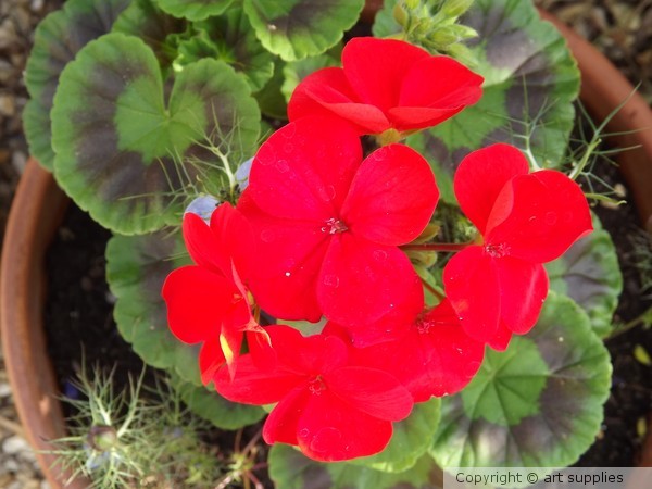 Geranium.2