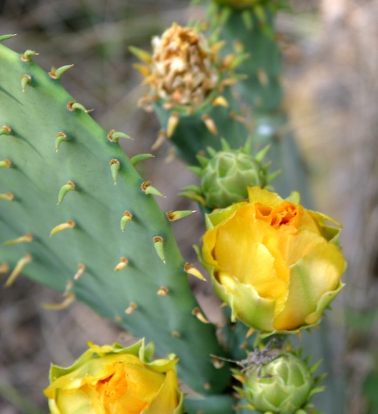 Catus in Bloom