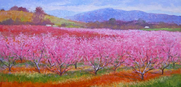 Blooming peach trees in April