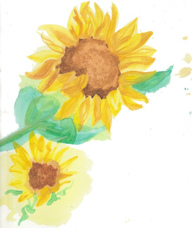 Sunflowers