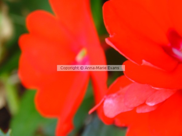 Summer Blooms 4