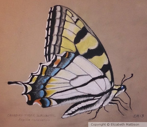 Canadian Tiger Swallowtail