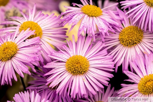 Pink Daisies In The Rain