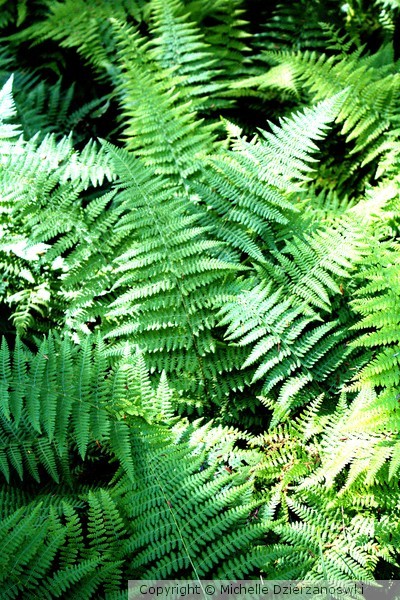pitch on ferns