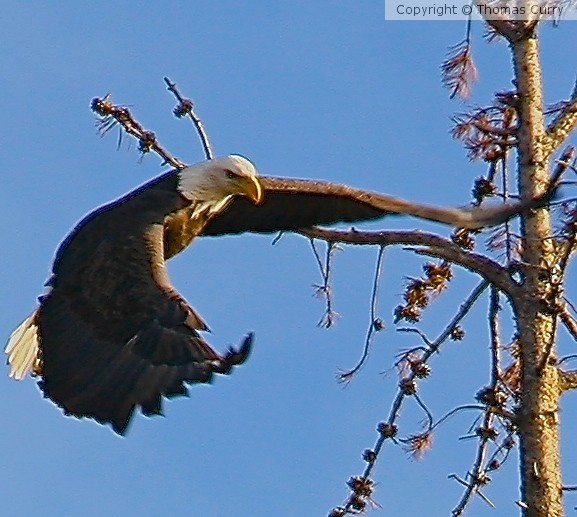 Flaps coming down