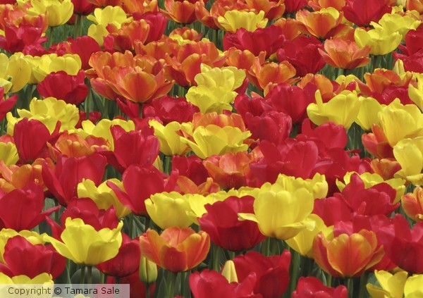 Red and Yellow