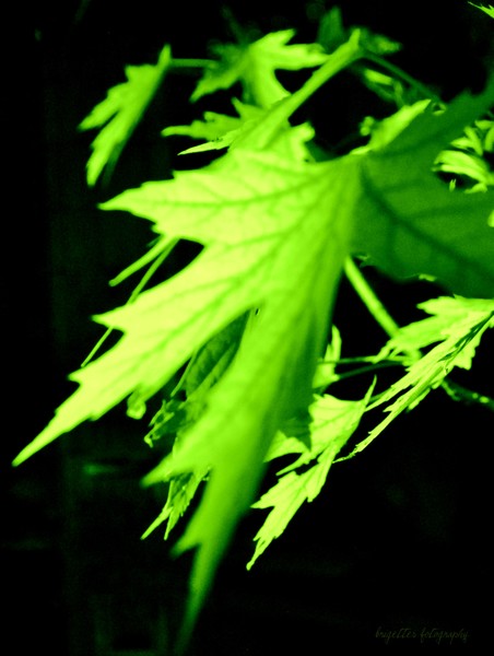 Green leaves on black