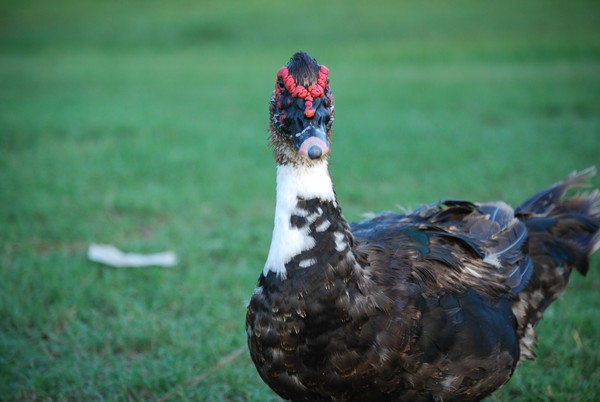 Proud Duck