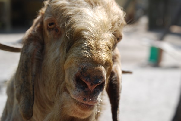Friendly Fella