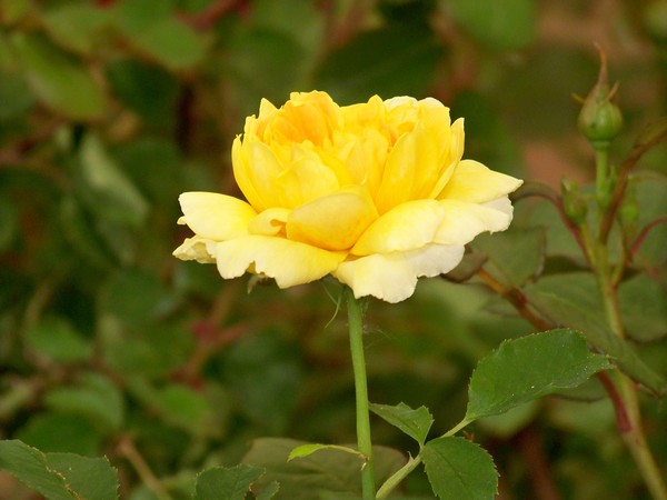 YELLOW ROSE 2
