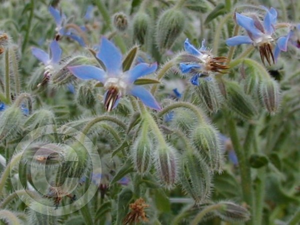 borage