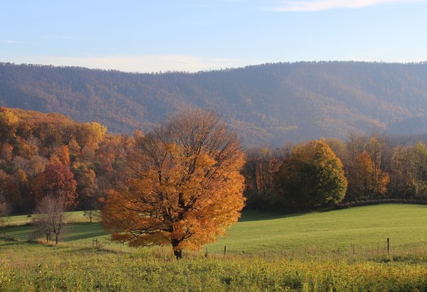 Golden Tree