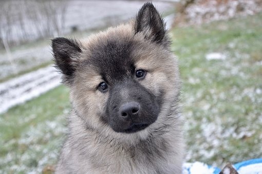 puppies (81)