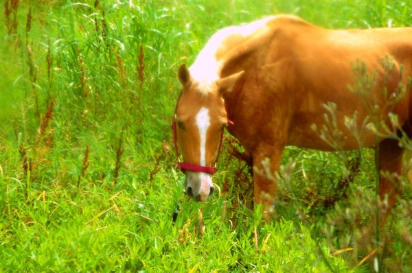My beautiful horse