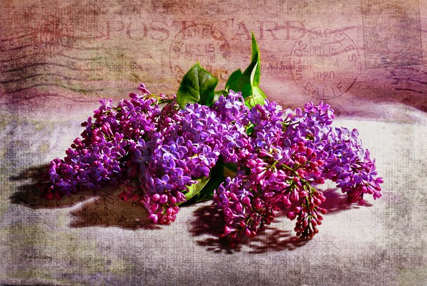 Heaven Scent