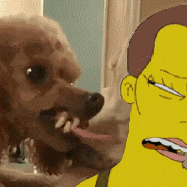 Vicious Poodle vs Ripley