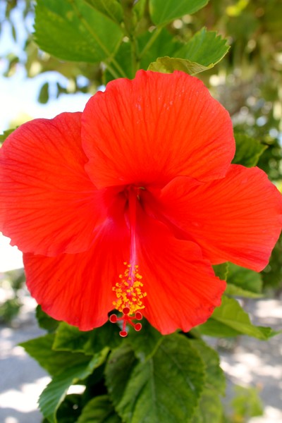 Simply Red