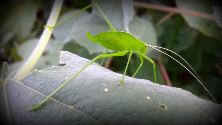 green Insect