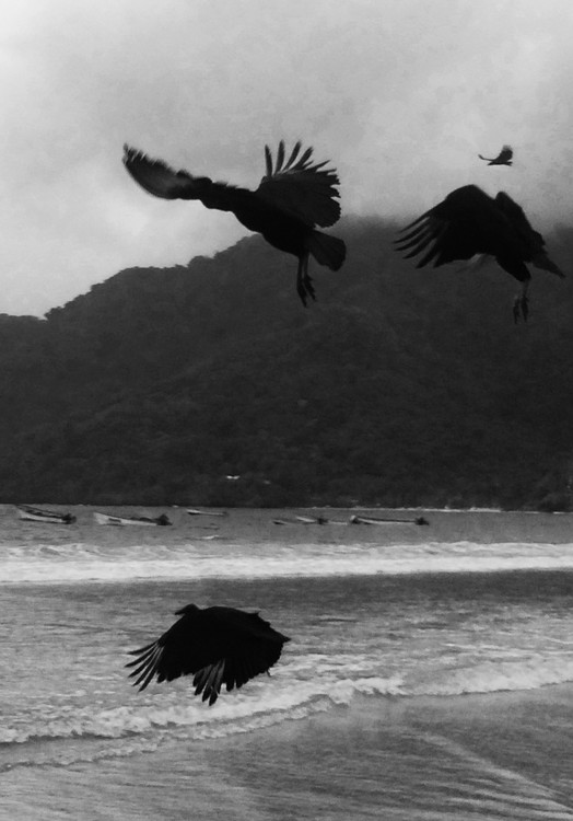 Scavengers 
