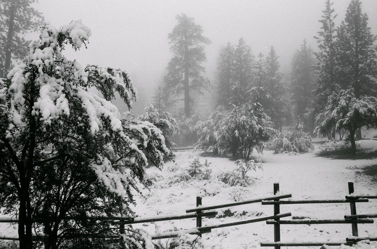 Winter's First Snow