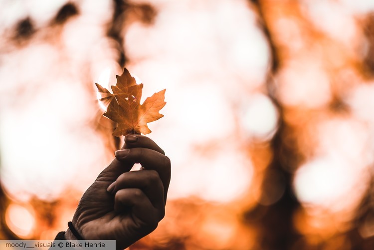 Don't Leaf Me