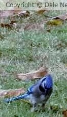 Blue Bird in the Morning