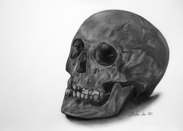 Skull