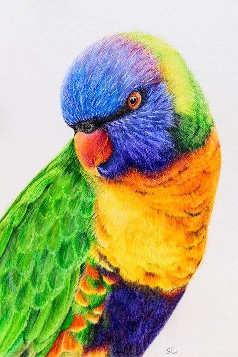Rainbow lorikeet